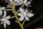 Coastal false asphodel